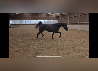 Westfale, Stute, 3 Jahre, 170 cm, Dunkelbrauner