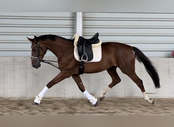 Westfale, Stute, 3 Jahre, 170 cm, Dunkelfuchs