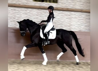 Westfale, Stute, 3 Jahre, 170 cm, Rappe