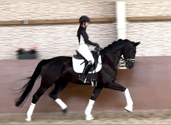 Westfale, Stute, 3 Jahre, 170 cm, Rappe