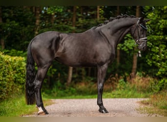 Westfale, Stute, 3 Jahre, 170 cm, Rappe