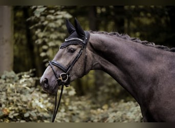 Westfale, Stute, 3 Jahre, 170 cm, Rappschimmel