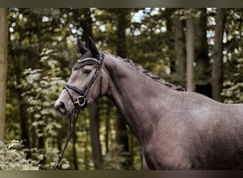 Westfale, Stute, 3 Jahre, 170 cm, Rappschimmel
