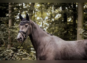 Westfale, Stute, 3 Jahre, 170 cm, Rappschimmel