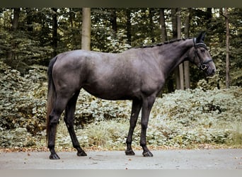 Westfale, Stute, 3 Jahre, 170 cm, Rappschimmel