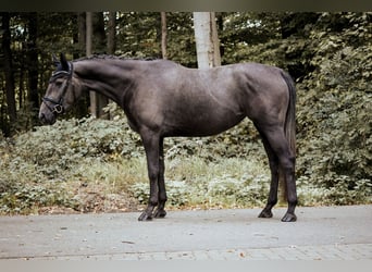 Westfale, Stute, 3 Jahre, 170 cm, Rappschimmel