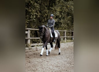Westfale, Stute, 3 Jahre, 170 cm, Rappschimmel