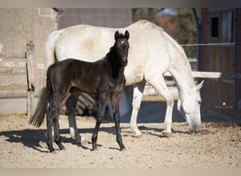 Westfale, Stute, 3 Jahre, 170 cm, Rappschimmel