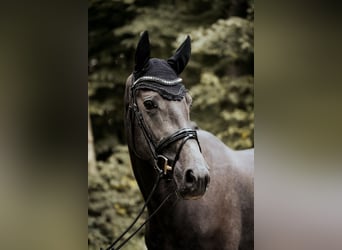 Westfale, Stute, 3 Jahre, 170 cm, Rappschimmel