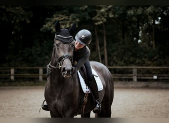 Westfale, Stute, 3 Jahre, 170 cm, Rappschimmel