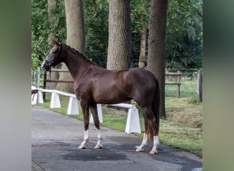 Westfale, Stute, 3 Jahre, 171 cm, Dunkelfuchs