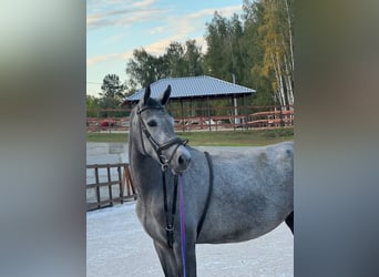 Westfale, Stute, 3 Jahre, 171 cm, Schimmel