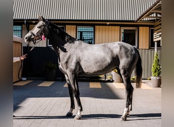 Westfale, Stute, 3 Jahre, 171 cm, Schimmel