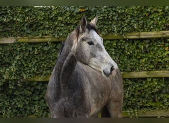 Westfale, Stute, 3 Jahre, 171 cm, Schimmel