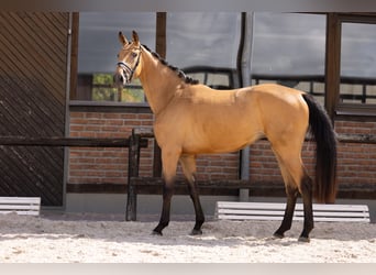 Westfale, Stute, 3 Jahre, 172 cm, Buckskin