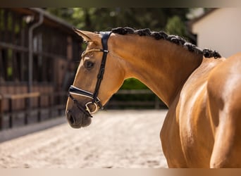 Westfale, Stute, 3 Jahre, 172 cm, Buckskin