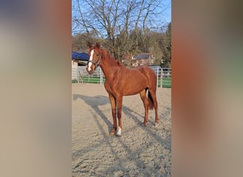 Westfale, Stute, 3 Jahre, 172 cm, Fuchs