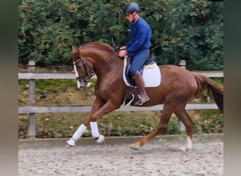 Westfale, Stute, 3 Jahre, 172 cm, Fuchs