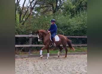 Westfale, Stute, 3 Jahre, 172 cm, Fuchs