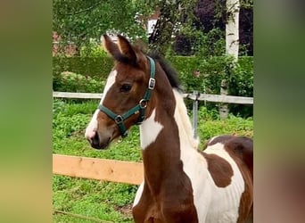 Westfale, Stute, 3 Jahre, 174 cm, Schecke