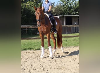 Westfale, Stute, 3 Jahre, 175 cm, Dunkelfuchs