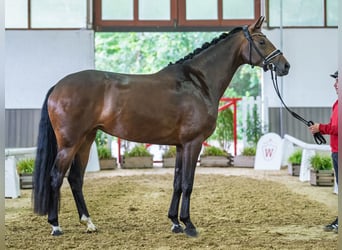 Westfale, Stute, 3 Jahre, Brauner