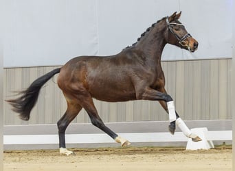 Westfale, Stute, 3 Jahre, Brauner