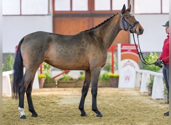 Westfale, Stute, 3 Jahre, Brauner