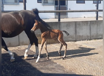 Westfale, Stute, 3 Jahre, Brauner