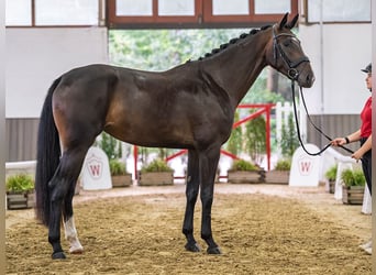 Westfale, Stute, 3 Jahre, Dunkelbrauner