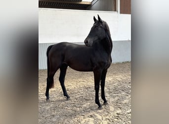 Westfale, Stute, 3 Jahre, Rappe