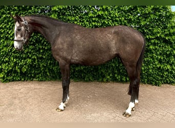 Westfale, Stute, 3 Jahre, Schimmel
