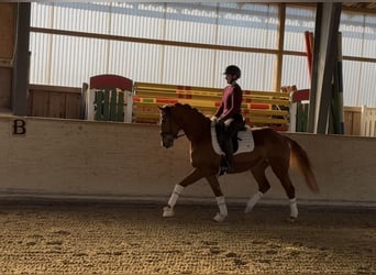 Westfale, Stute, 4 Jahre, 156 cm, Fuchs