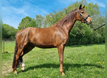 Westfale, Stute, 4 Jahre, 158 cm, Dunkelfuchs