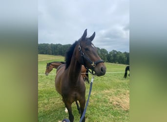 Westfale, Stute, 4 Jahre, 160 cm, Brauner