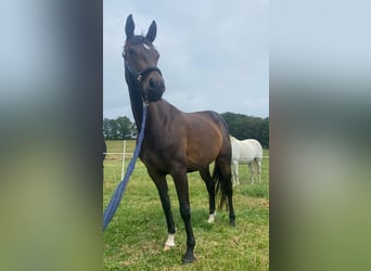 Westfale, Stute, 4 Jahre, 160 cm, Brauner