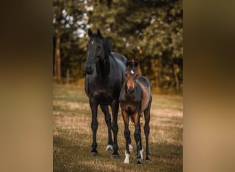 Westfale, Stute, 4 Jahre, 160 cm, Brauner