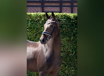 Westfale, Stute, 4 Jahre, 160 cm, Dunkelbrauner