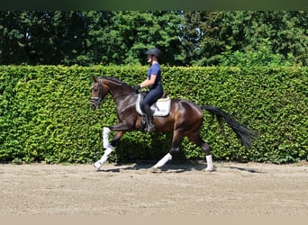 Westfale, Stute, 4 Jahre, 160 cm, Dunkelbrauner