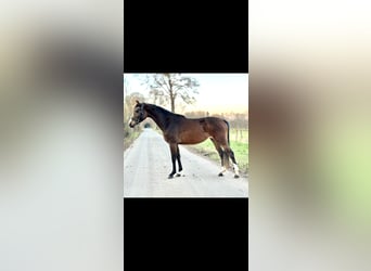 Westfale, Stute, 4 Jahre, 160 cm, Dunkelbrauner