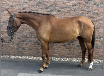Westfale, Stute, 4 Jahre, 160 cm, Dunkelfuchs