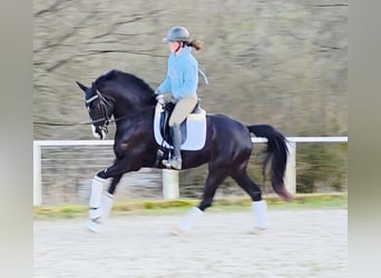 Westfale, Stute, 4 Jahre, 160 cm, Rappe
