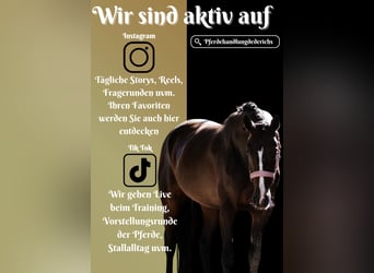 Westfale, Stute, 4 Jahre, 160 cm, Schwarzbrauner