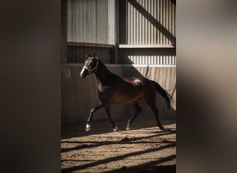 Westfale, Stute, 4 Jahre, 160 cm, Schwarzbrauner