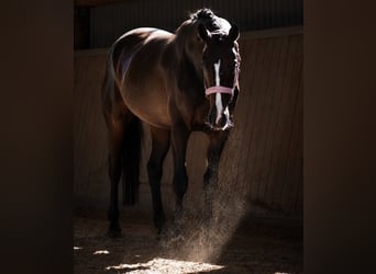 Westfale, Stute, 4 Jahre, 160 cm, Schwarzbrauner