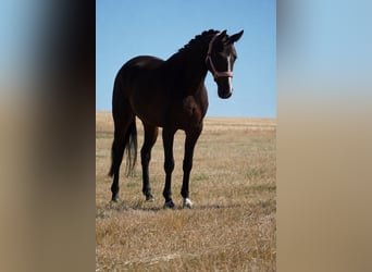 Westfale, Stute, 4 Jahre, 160 cm, Schwarzbrauner