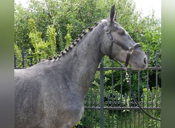 Westfale, Stute, 4 Jahre, 160 cm