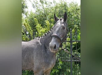 Westfale, Stute, 4 Jahre, 160 cm