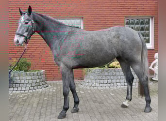 Westfale, Stute, 4 Jahre, 160 cm