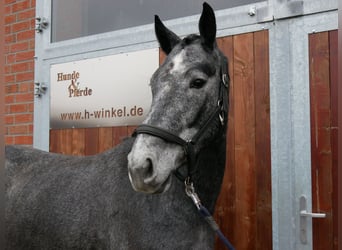 Westfale, Stute, 4 Jahre, 160 cm